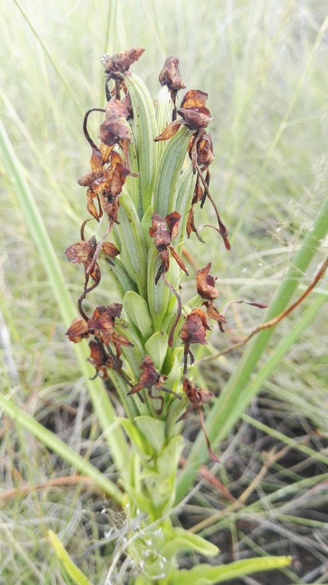 Image of Habenaria epipactidea Rchb. fil.