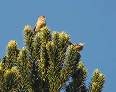 Image of Striolated Tit-Spinetail