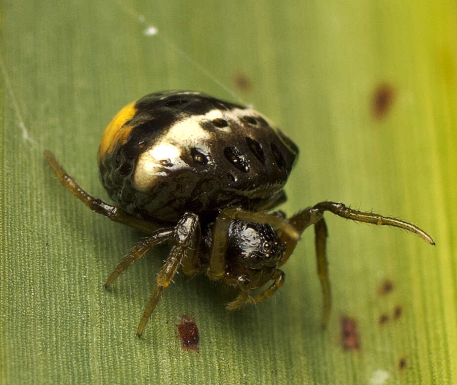 Image of Cyrtarachne tricolor (Doleschall 1859)