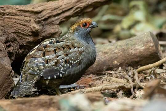 Image of Spot-winged Wood Quail