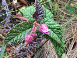 Image of Rubus acanthophyllos Focke