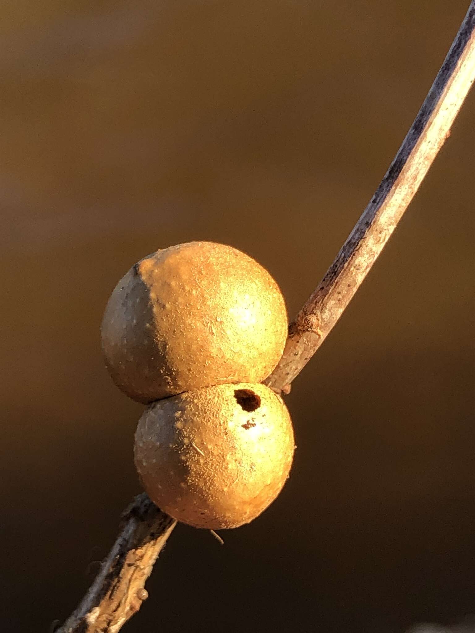 Image of Round Bullet Gall Wasp