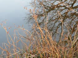 Juncus articulatus L. resmi