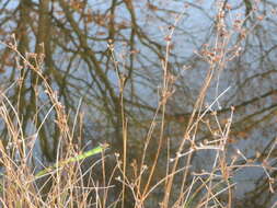 Juncus articulatus L. resmi