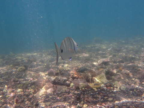 Image of Moroccan white seabream