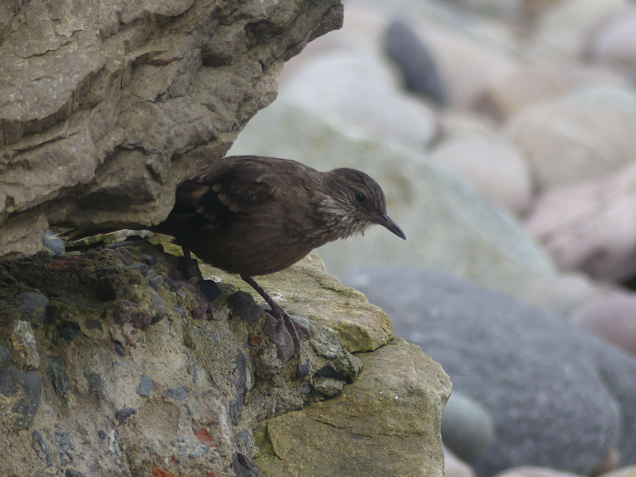 Image of Peruvian Seaside Cinclodes