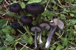 Слика од Entoloma corvinum (Kühner) Noordel. 1982