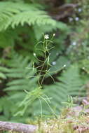 Image of longleaf starwort