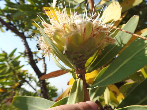 Image of Protea gaguedi J. F. Gmel.