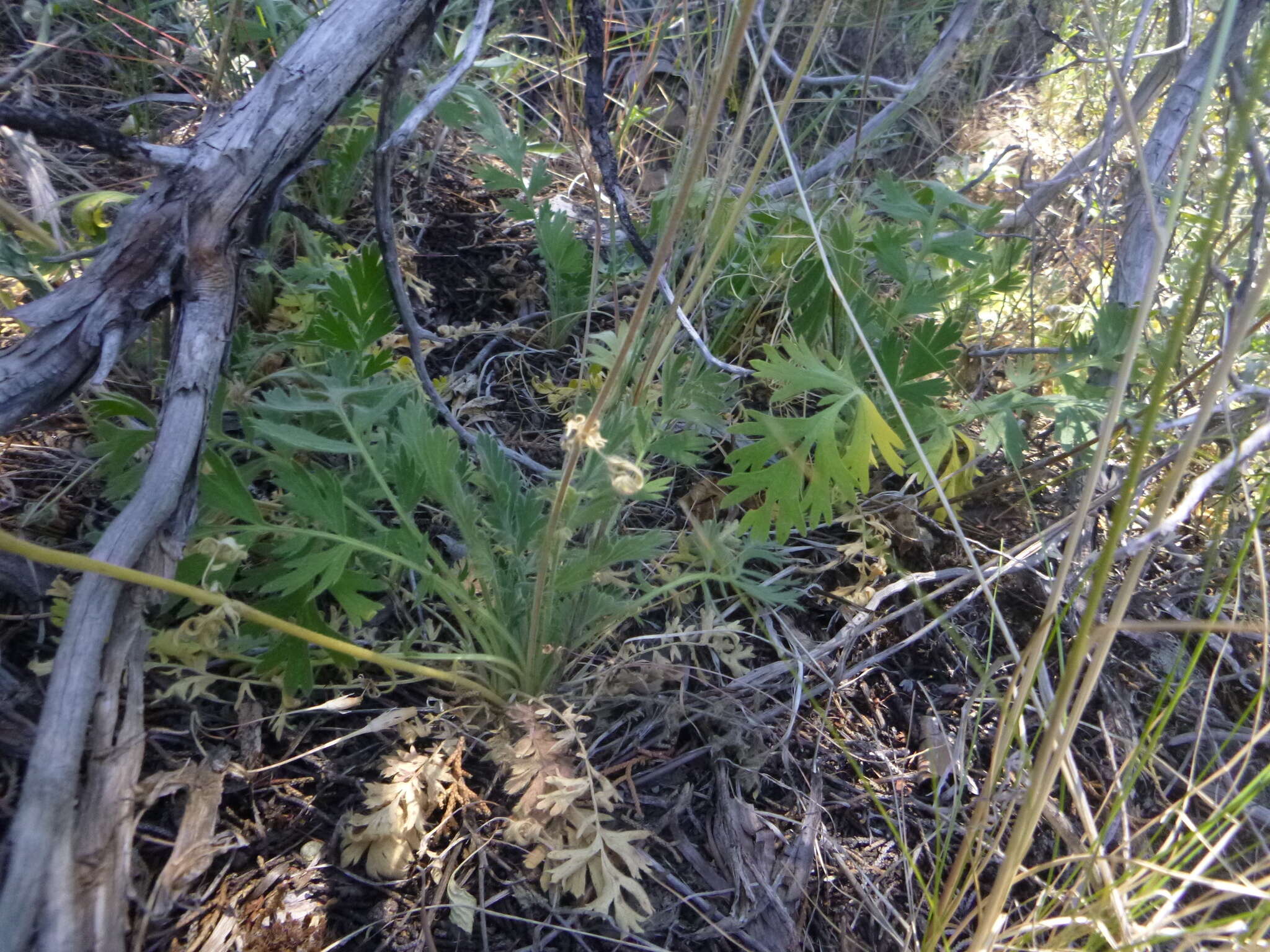 Imagem de Geum triflorum var. ciliatum (Pursh) Fassett