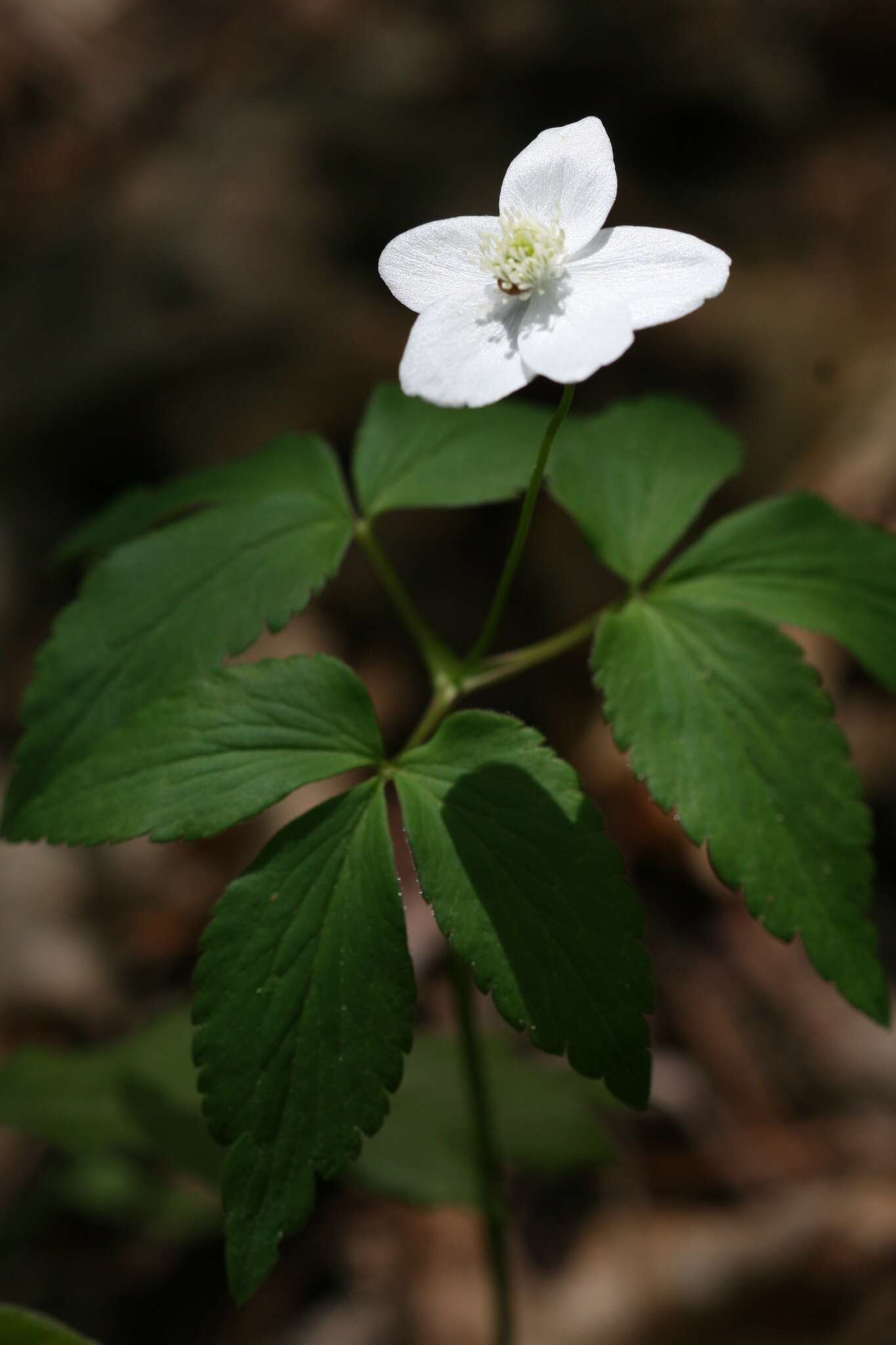 Слика од Anemone lancifolia Pursh