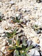 Image of Myosotis colensoi (Kirk) Macbr.