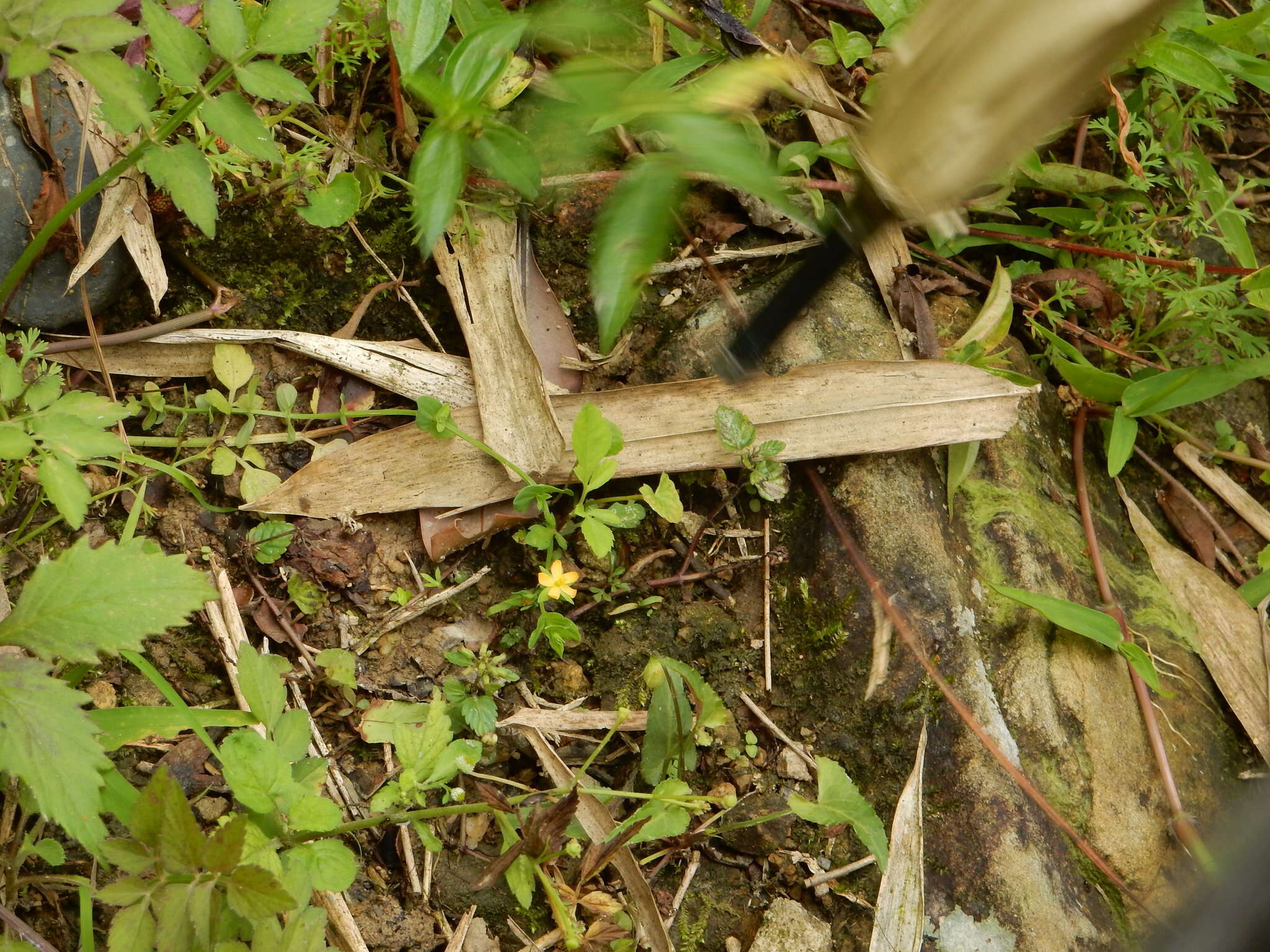 Image of Hypericum japonicum Thunb. ex Murray