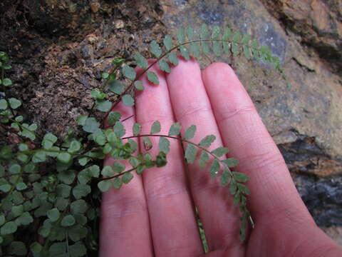 Plancia ëd Asplenium adulterinum Milde