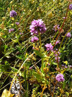 Слика од Valeriana congesta (Lindl.) Byng & Christenh.