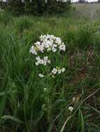 Image of Siberian horseradish