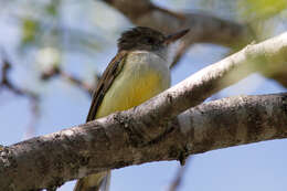 Image of Dusky-capped Flycatcher