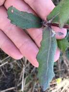 Image of Rosy Camphorweed