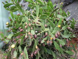 Image of Common Pricklypear