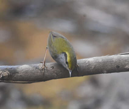 Image of Grey-bellied Tesia