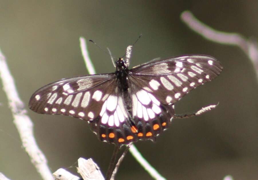 Слика од Papilio anactus Macleay 1826