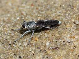 Image of Three-banded Robber Fly