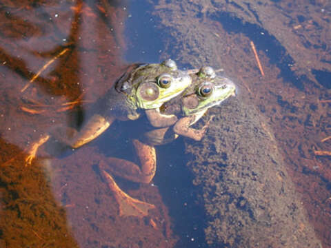 Image of Green Frog