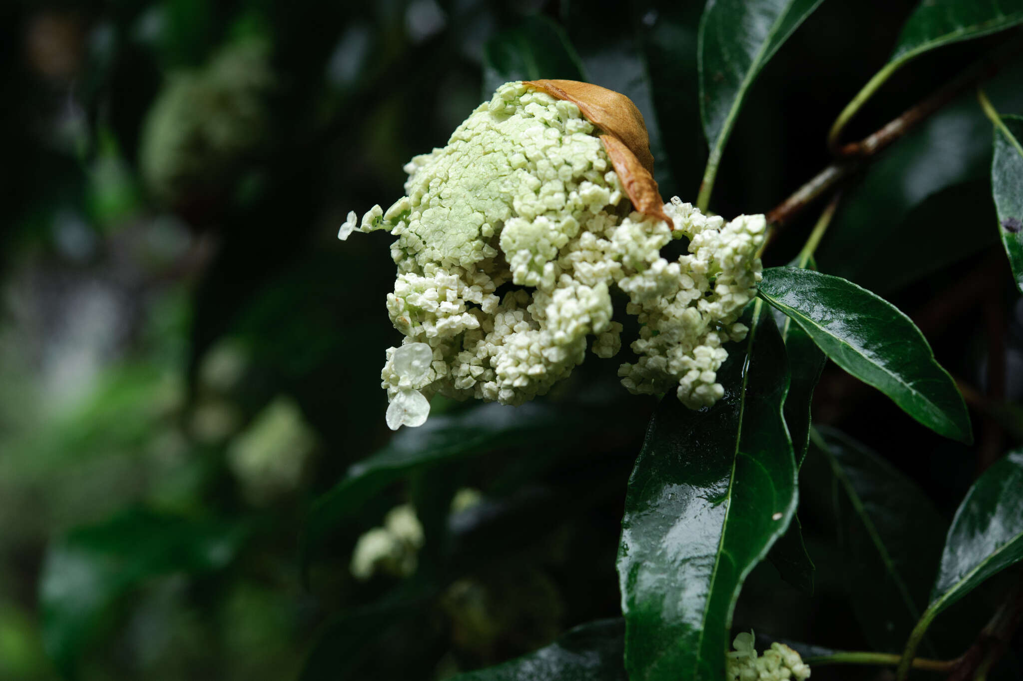 Image of Hydrangea integrifolia Hayata