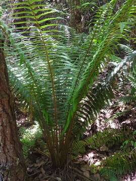 Sivun Dryopteris wallichiana (Spreng.) Hyl. kuva