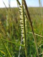 Image of cordgrass