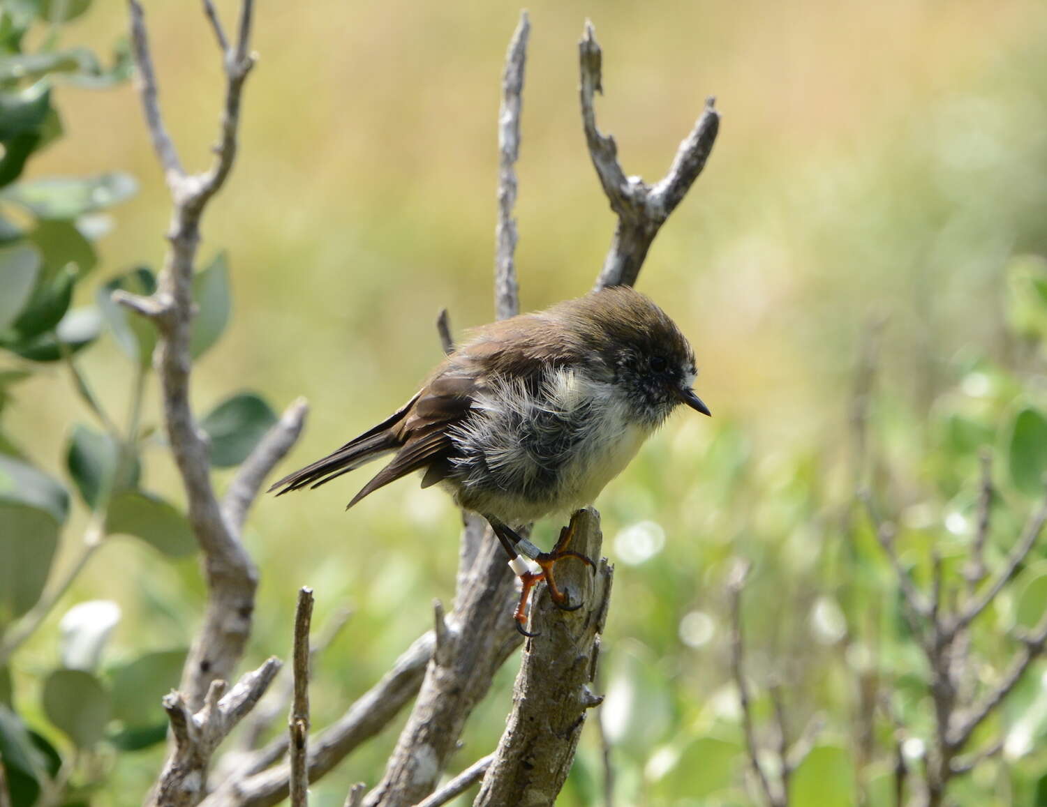 Image of Chatham Tomtit