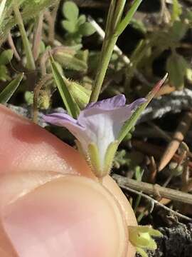 Phacelia douglasii var. petrophila Jeps. resmi