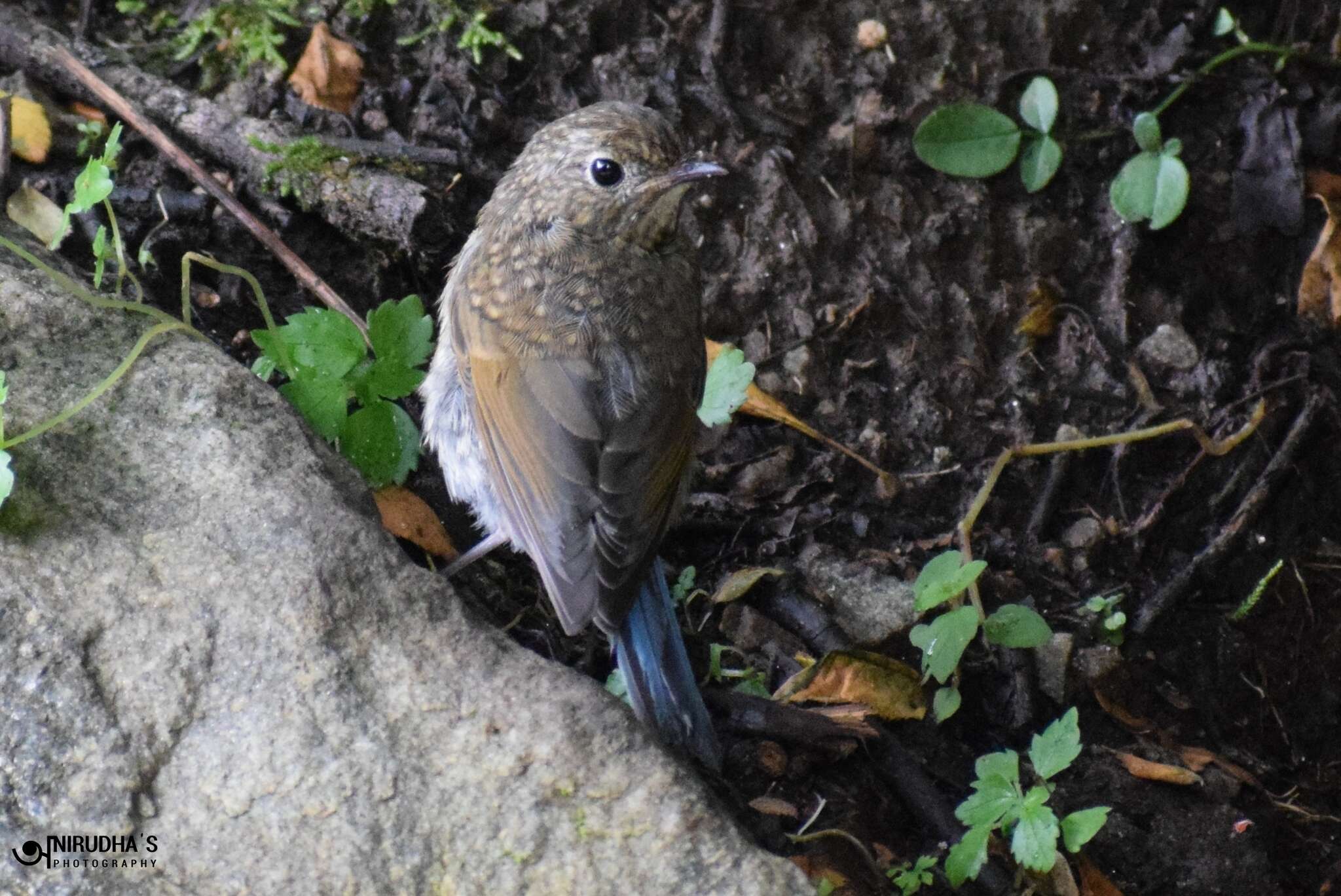 Image of Himalayan Bluetail