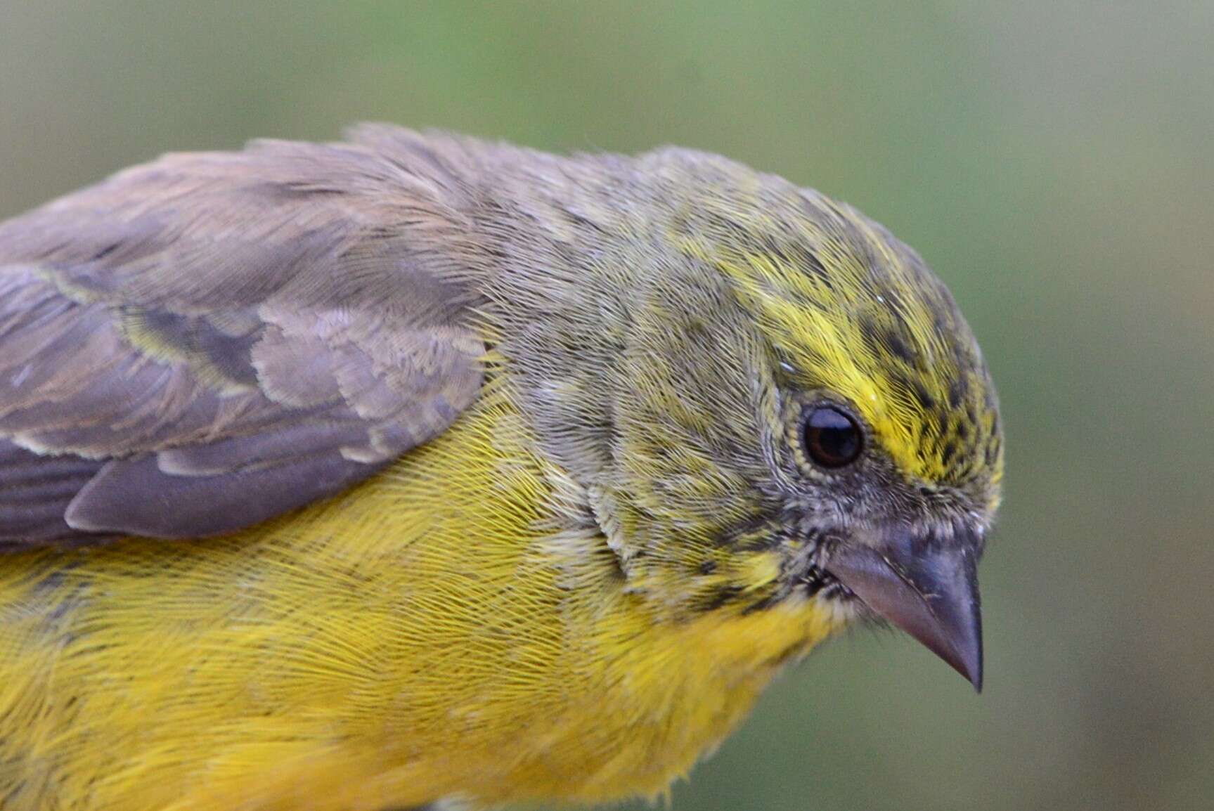 Image of Cape Siskin