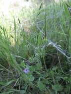 Imagem de Erodium botrys (Cav.) Bertol.