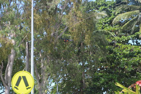 Image of Red-tailed Black-Cockatoo