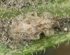 Image of Morrill lace bug