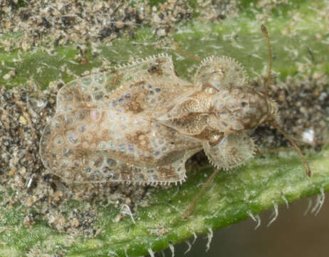 Image of Morrill lace bug