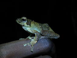 Image of African Foam-nest Treefrog