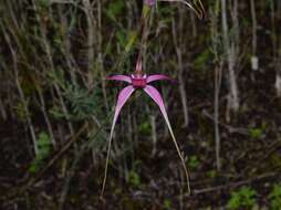 Image of Caladenia harringtoniae Hopper & A. P. Br.