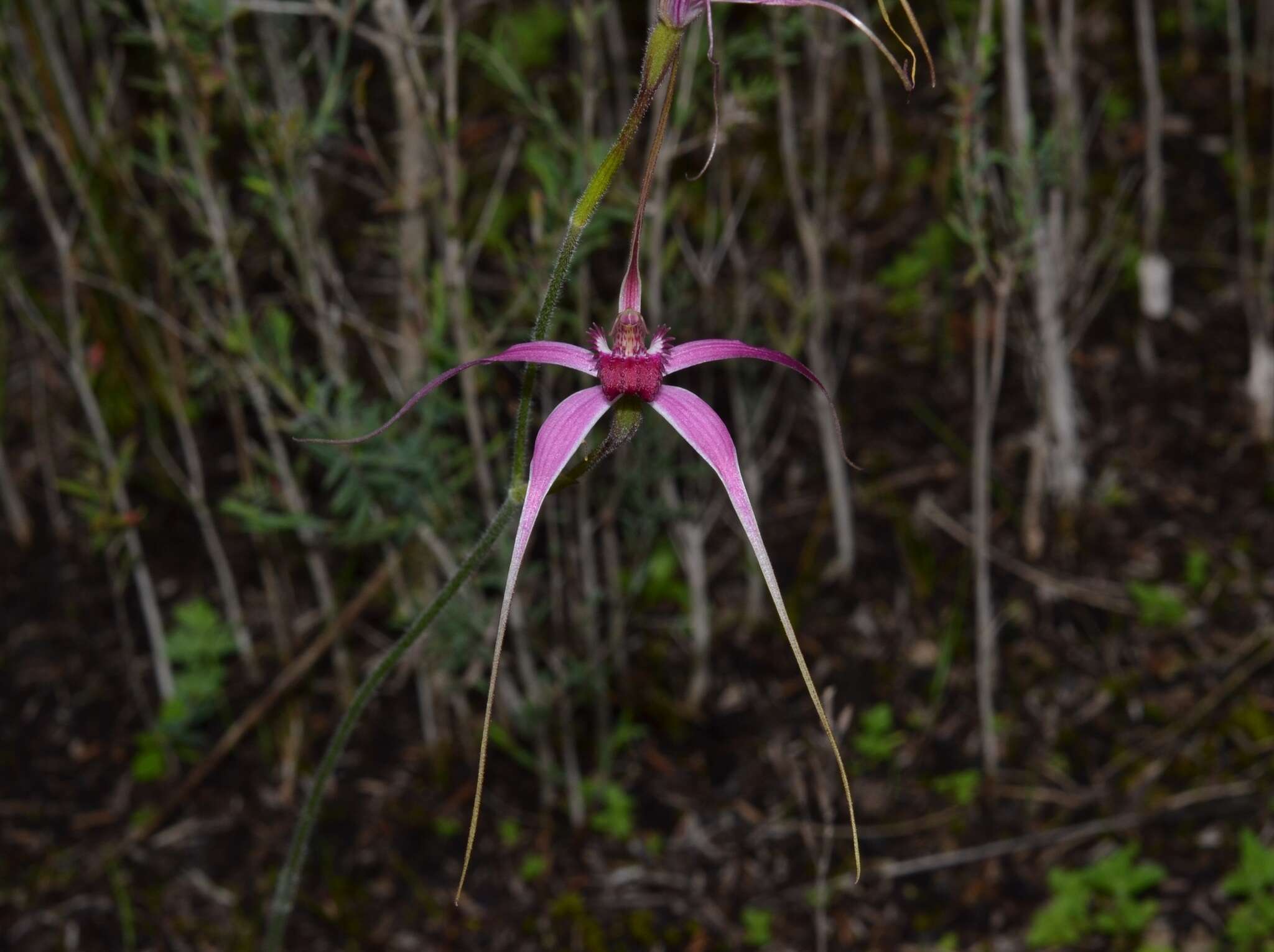 Image of Caladenia harringtoniae Hopper & A. P. Br.