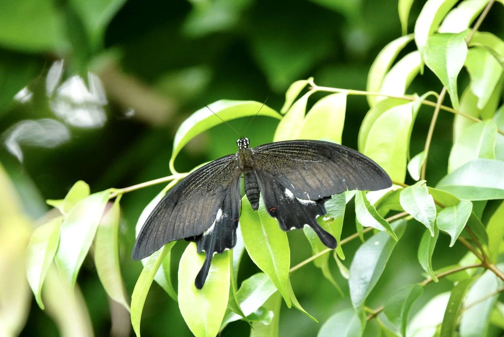 Sivun Papilio iswara White 1842 kuva