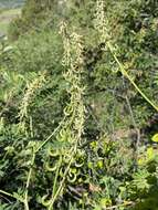 Image of Russian milkvetch