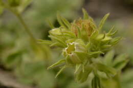 Imagem de Potentilla nivalis Lapeyr.