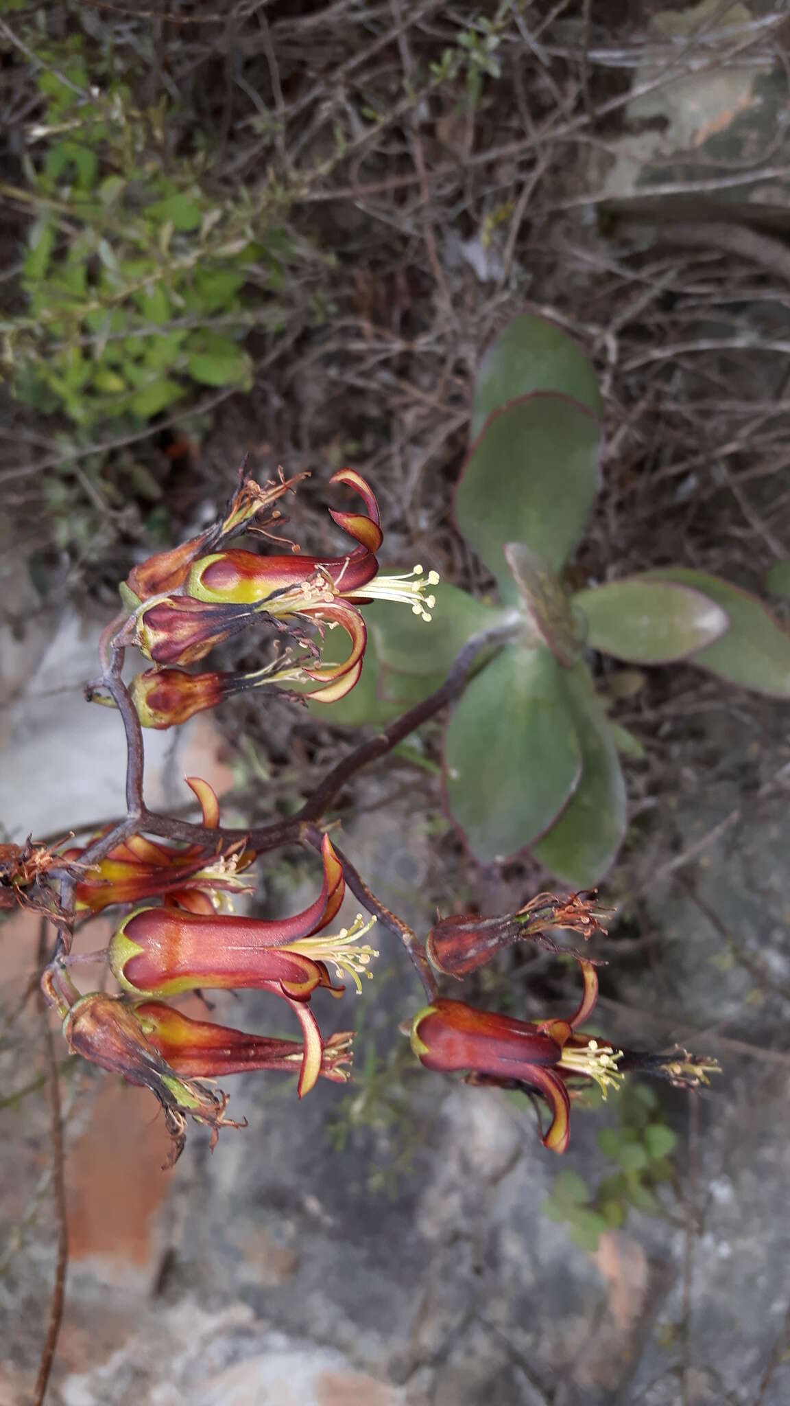 Image of Cotyledon velutina Hook. fil.