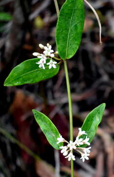 صورة Leichhardtia suaveolens (R. Br.) P. I. Forst.