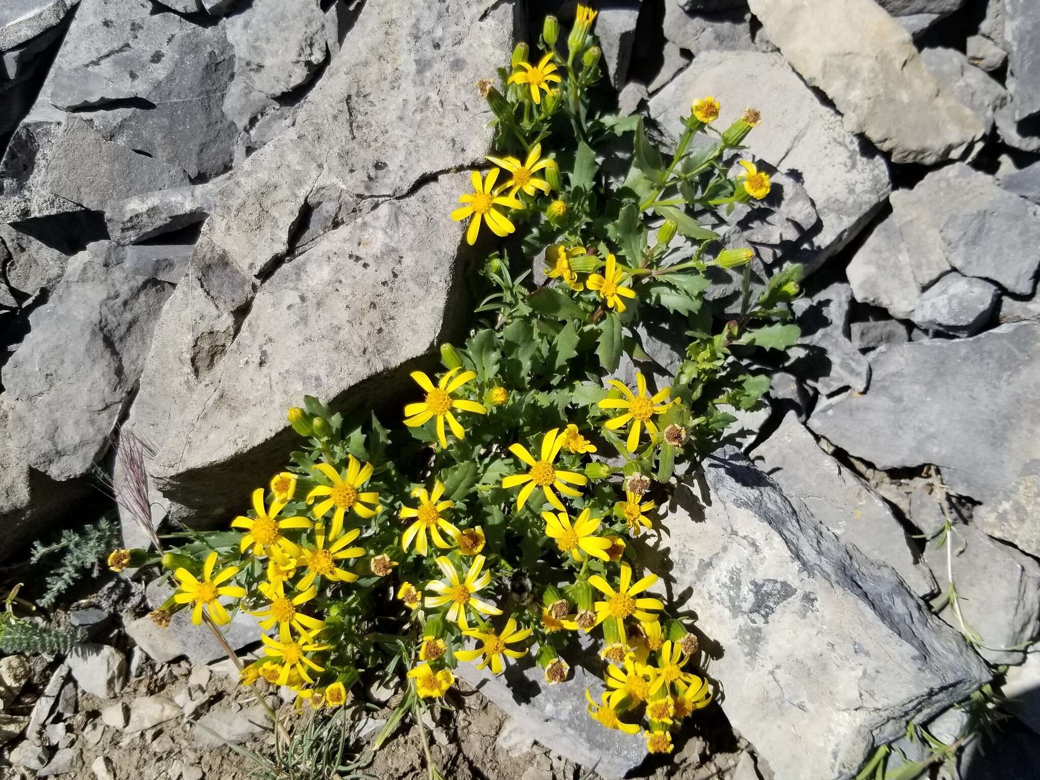 Image of <i>Senecio <i>fremontii</i></i> var. fremontii