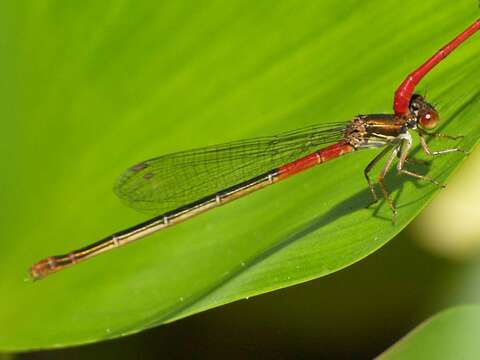 Image of small red damselfly