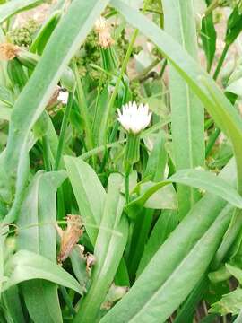 Image of Picrosia longifolia D. Don