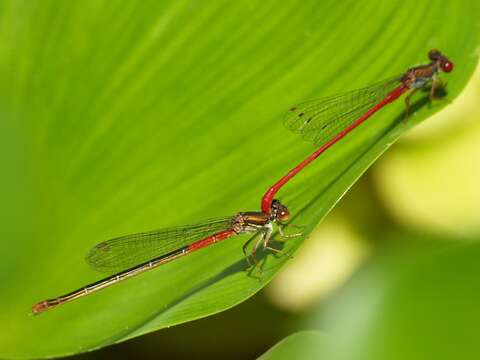 Image of small red damselfly